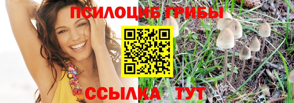 Медногорск  Псилоцибиновые грибы Psilocybine cubensis  Вход с VPN 